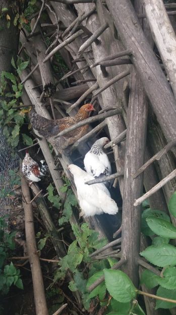  - F Gaini de tara si kabir