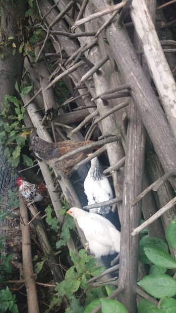  - F Gaini de tara si kabir