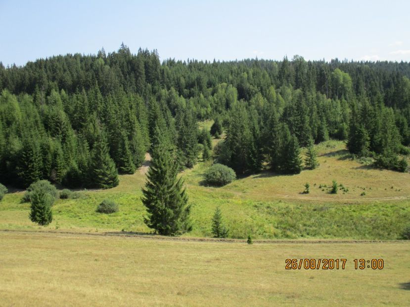  - COBORATUL DE LA STANA 2017 Dealul Alb cu vacile