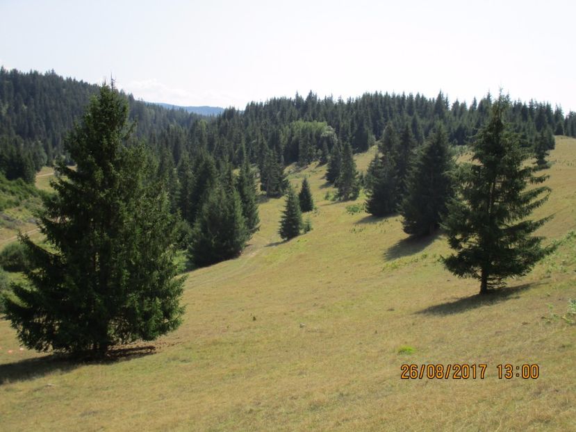  - COBORATUL DE LA STANA 2017 Dealul Alb cu vacile