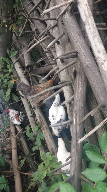  - F Gaini de tara si kabir