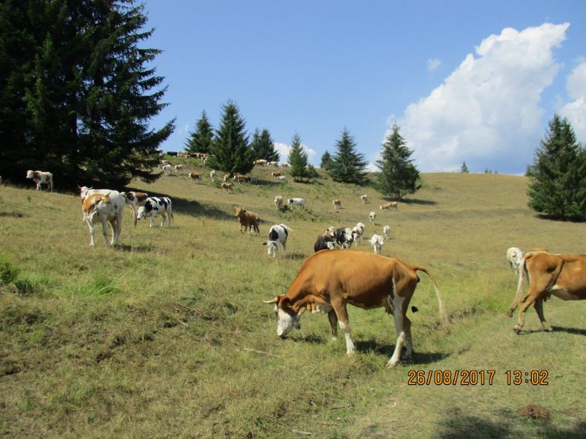  - COBORATUL DE LA STANA 2017 Dealul Alb cu vacile