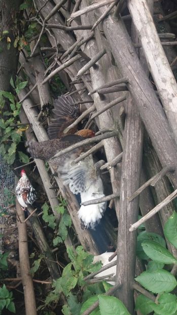 20170924_132002(0) - F Gaini de tara si kabir