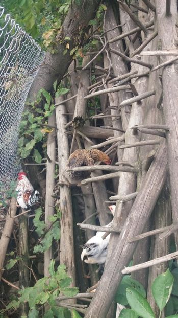  - F Gaini de tara si kabir