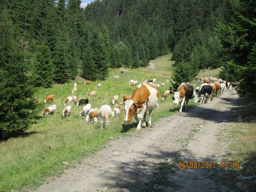  - COBORATUL DE LA STANA 2017 Dealul Alb cu vacile