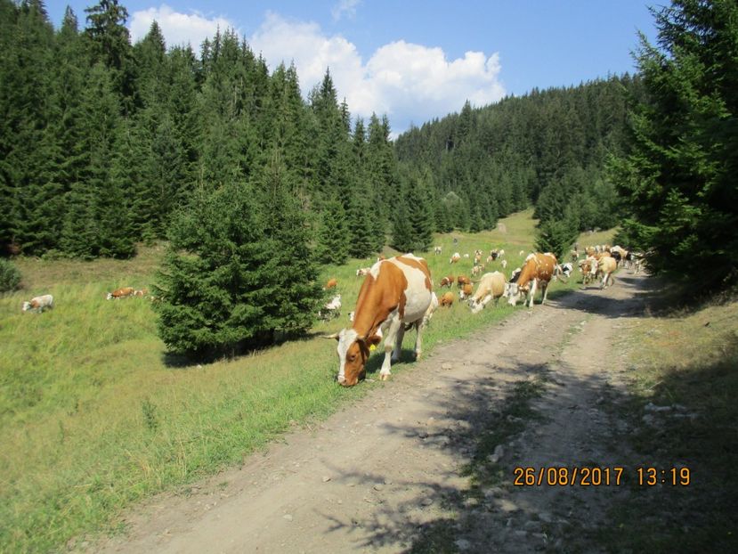  - COBORATUL DE LA STANA 2017 Dealul Alb cu vacile