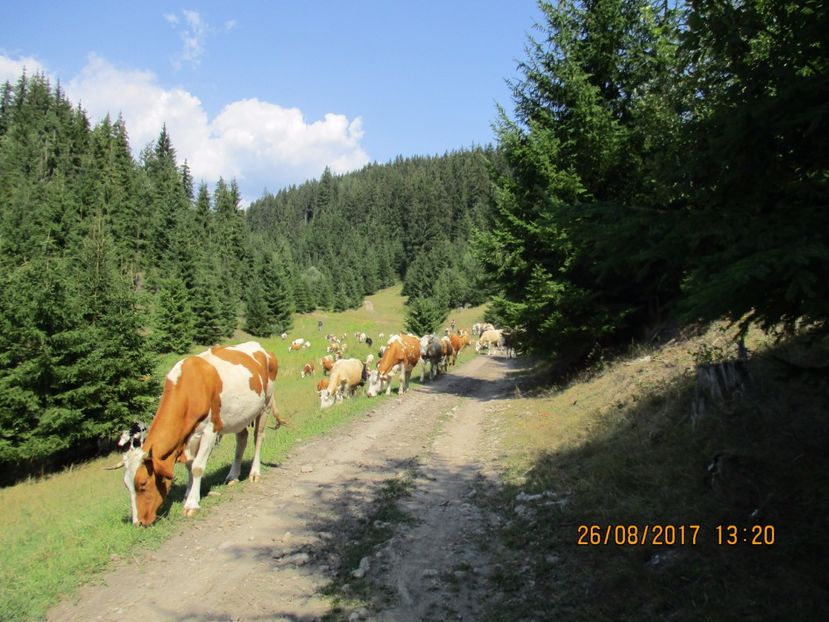  - COBORATUL DE LA STANA 2017 Dealul Alb cu vacile