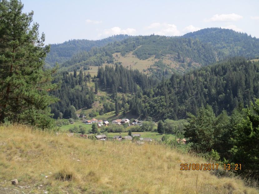  - COBORATUL DE LA STANA 2017 Dealul Alb cu vacile