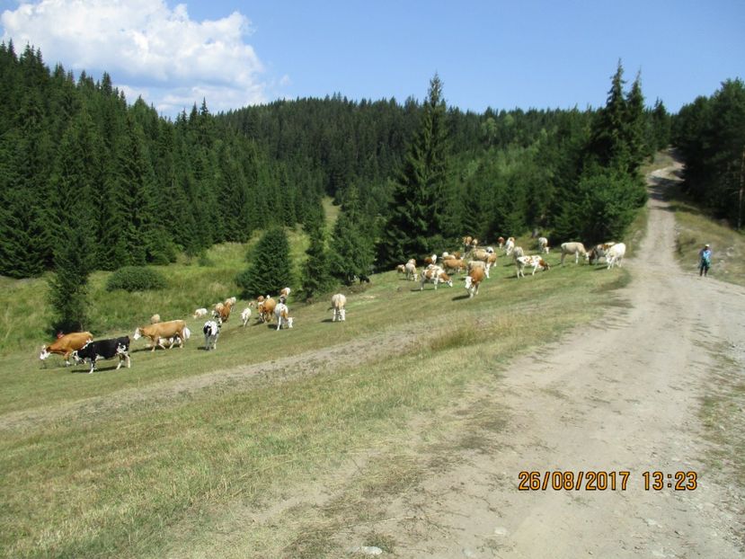  - COBORATUL DE LA STANA 2017 Dealul Alb cu vacile
