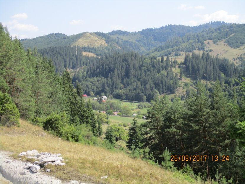  - COBORATUL DE LA STANA 2017 Dealul Alb cu vacile