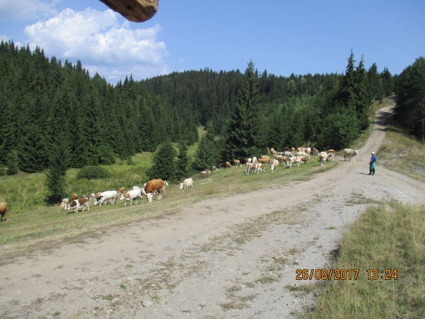  - COBORATUL DE LA STANA 2017 Dealul Alb cu vacile