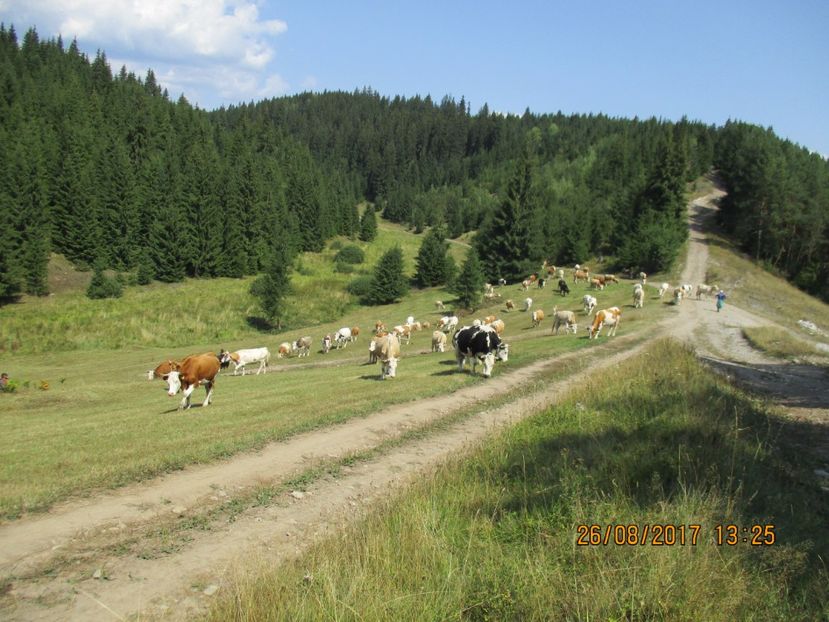  - COBORATUL DE LA STANA 2017 Dealul Alb cu vacile