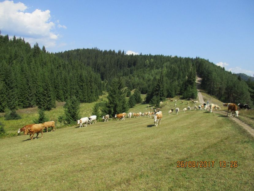 - COBORATUL DE LA STANA 2017 Dealul Alb cu vacile