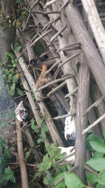  - F Gaini de tara si kabir