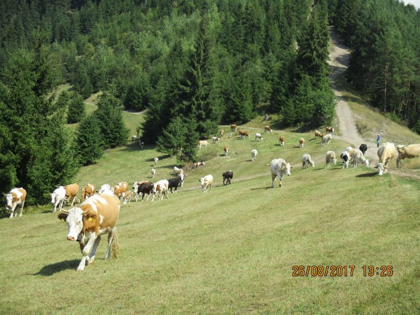  - COBORATUL DE LA STANA 2017 Dealul Alb cu vacile