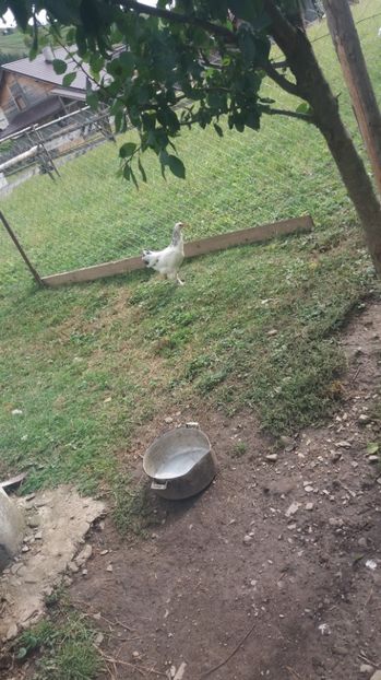  - F Gaini de tara si kabir