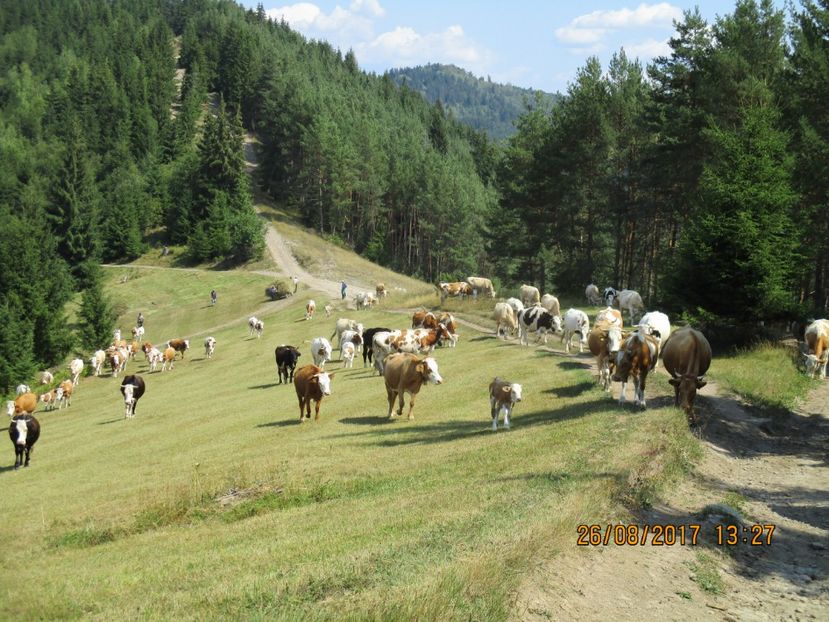  - COBORATUL DE LA STANA 2017 Dealul Alb cu vacile