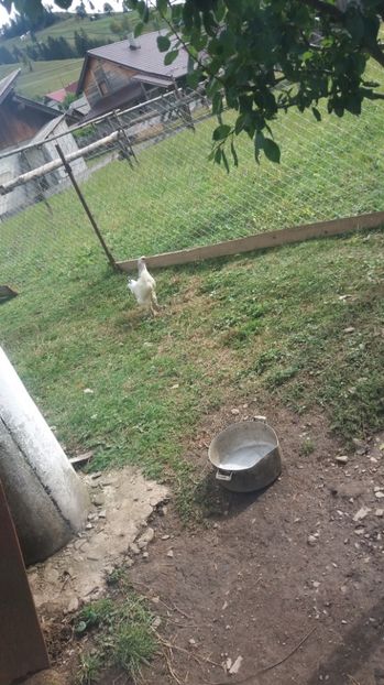  - F Gaini de tara si kabir