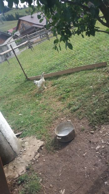 20170924_131920(0) - F Gaini de tara si kabir