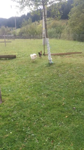  - F Gaini de tara si kabir