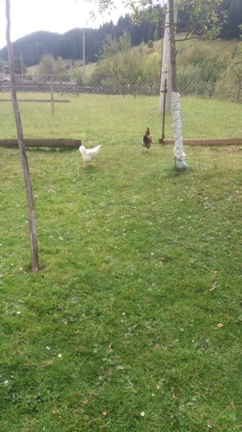  - F Gaini de tara si kabir