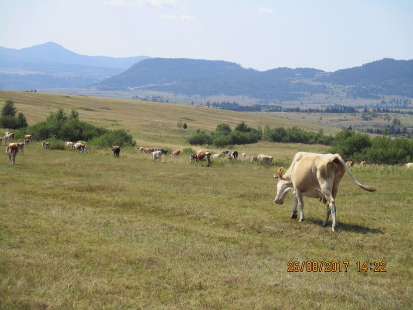  - COBORATUL DE LA STANA 2017 Dealul Alb cu vacile