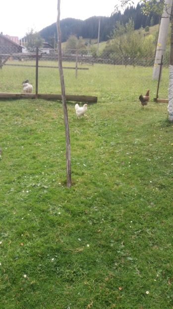  - F Gaini de tara si kabir