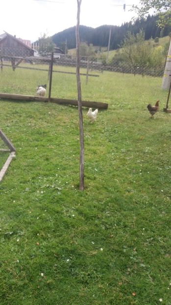  - F Gaini de tara si kabir