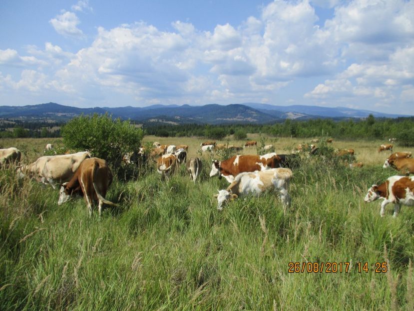  - COBORATUL DE LA STANA 2017 Dealul Alb cu vacile