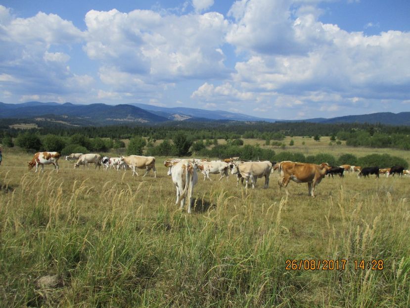  - COBORATUL DE LA STANA 2017 Dealul Alb cu vacile