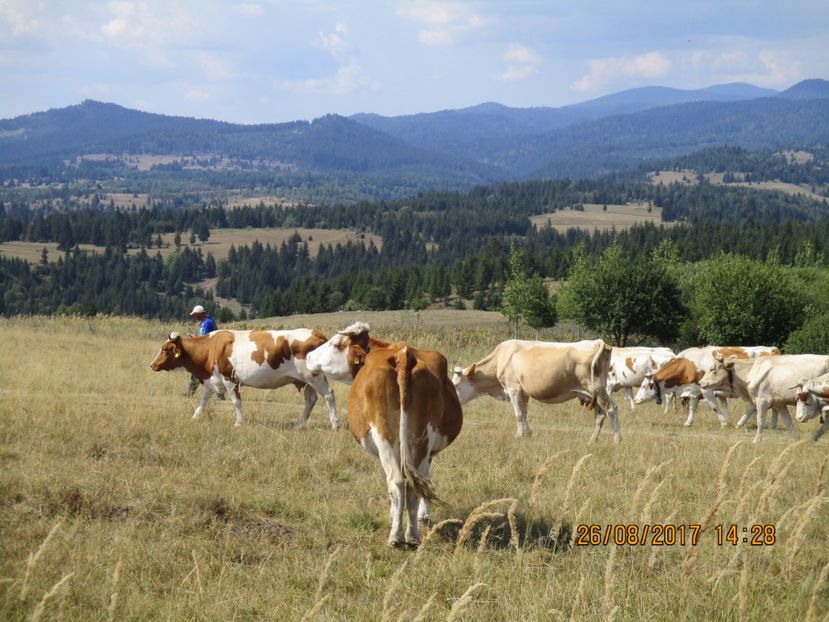  - COBORATUL DE LA STANA 2017 Dealul Alb cu vacile