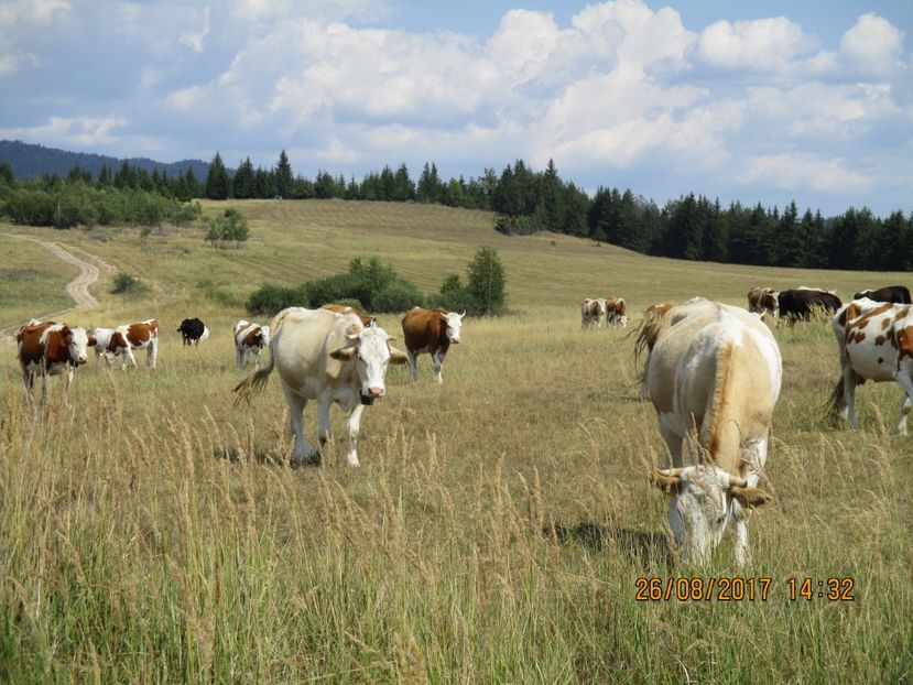  - COBORATUL DE LA STANA 2017 Dealul Alb cu vacile