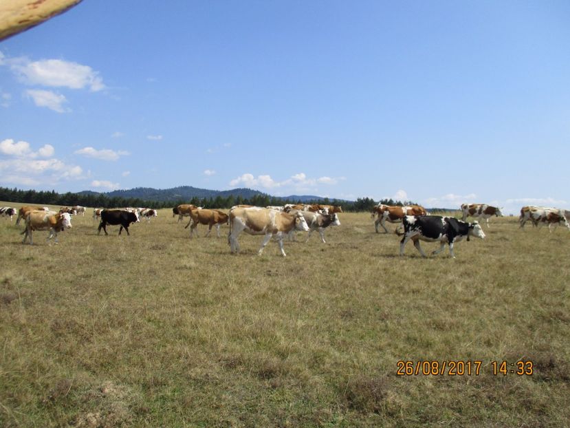  - COBORATUL DE LA STANA 2017 Dealul Alb cu vacile
