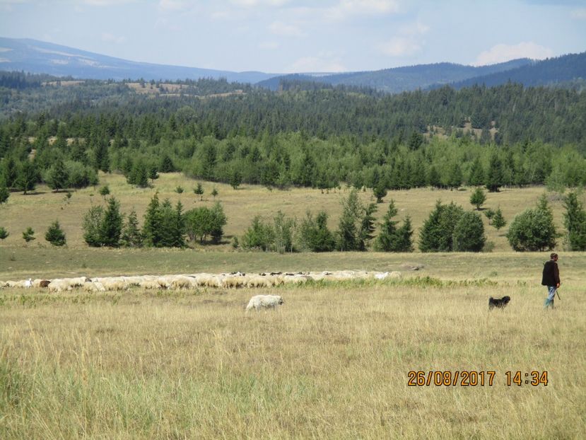  - COBORATUL DE LA STANA 2017 Dealul Alb cu vacile