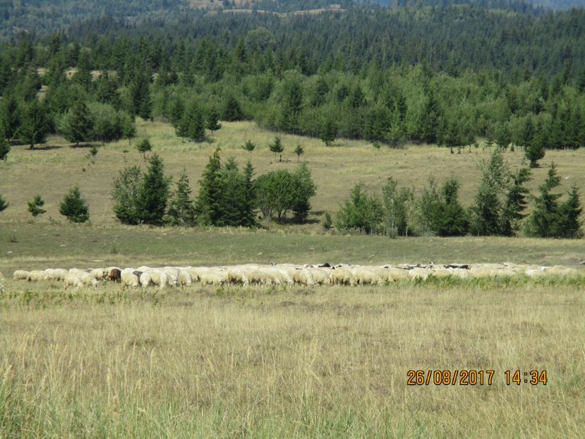  - COBORATUL DE LA STANA 2017 Dealul Alb cu vacile