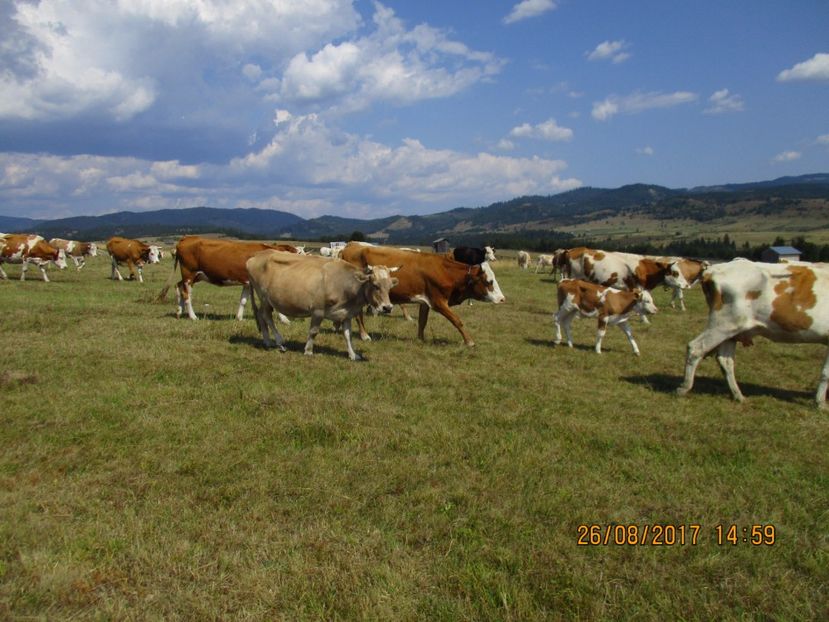  - COBORATUL DE LA STANA 2017 Dealul Alb cu vacile