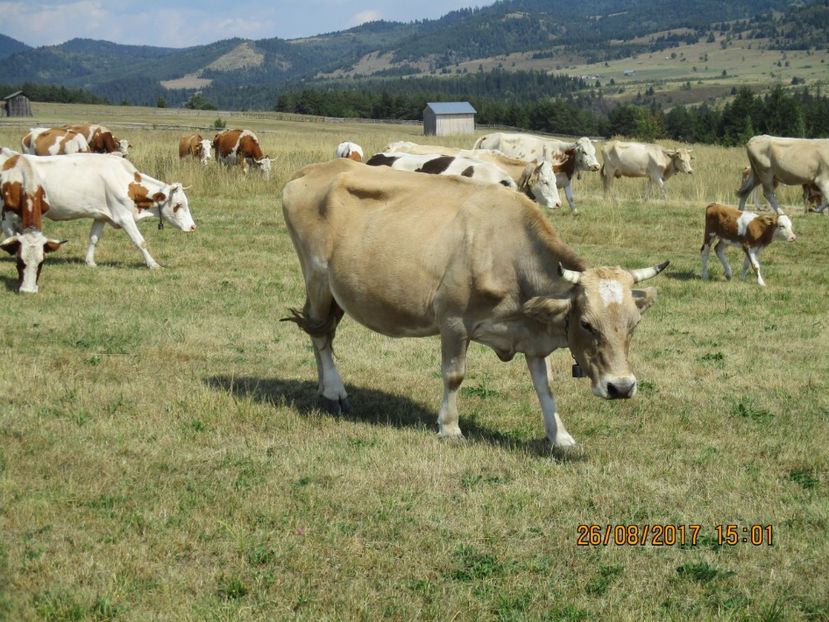  - COBORATUL DE LA STANA 2017 Dealul Alb cu vacile