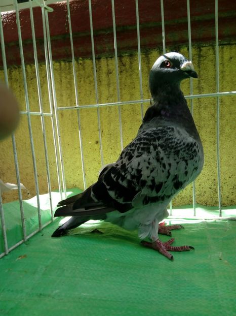  - Standard diverse culori