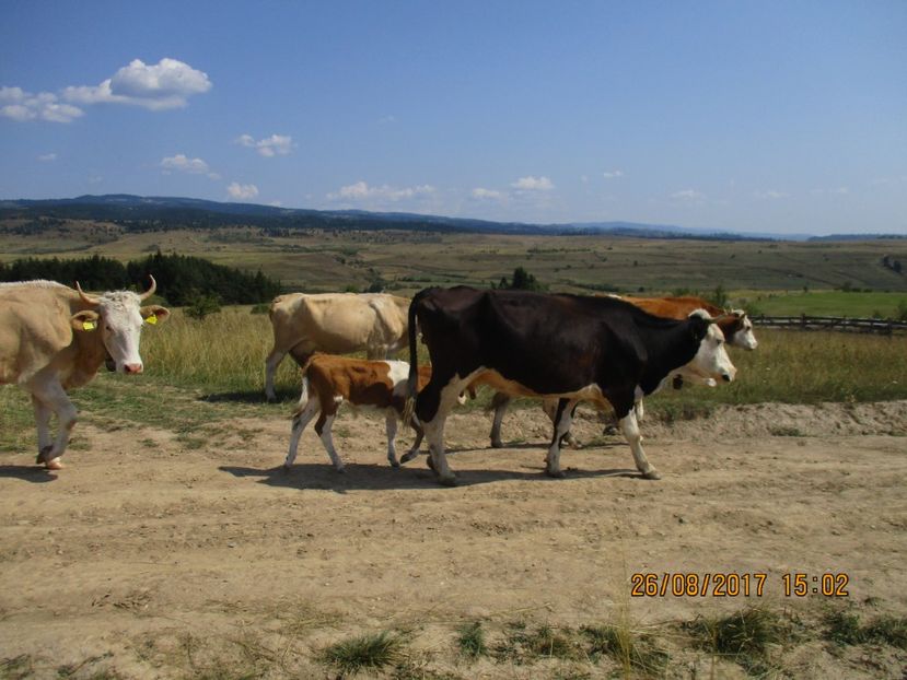  - COBORATUL DE LA STANA 2017 Dealul Alb cu vacile