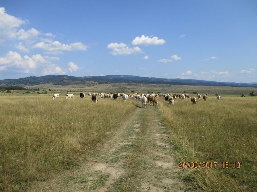  - COBORATUL DE LA STANA 2017 Dealul Alb cu vacile