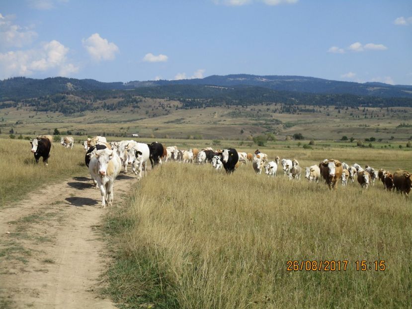  - COBORATUL DE LA STANA 2017 Dealul Alb cu vacile