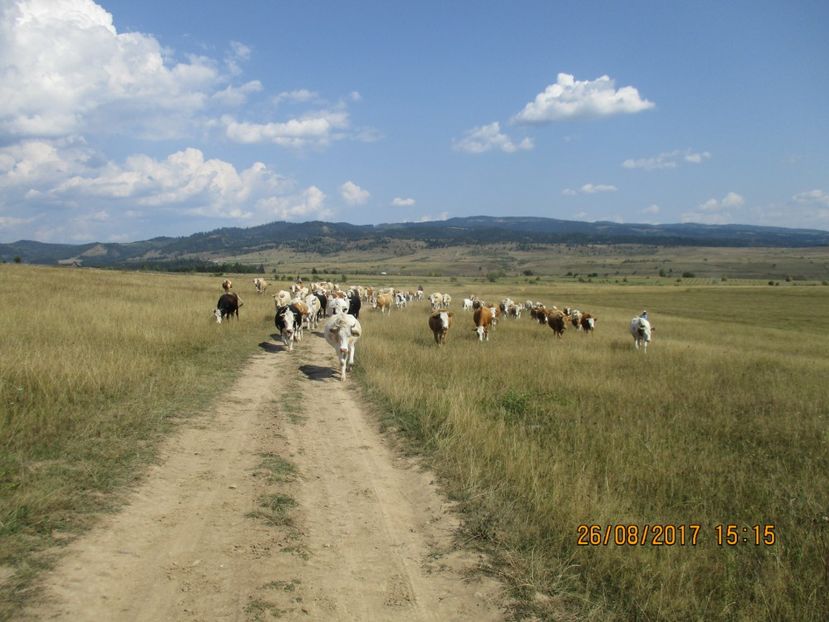  - COBORATUL DE LA STANA 2017 Dealul Alb cu vacile