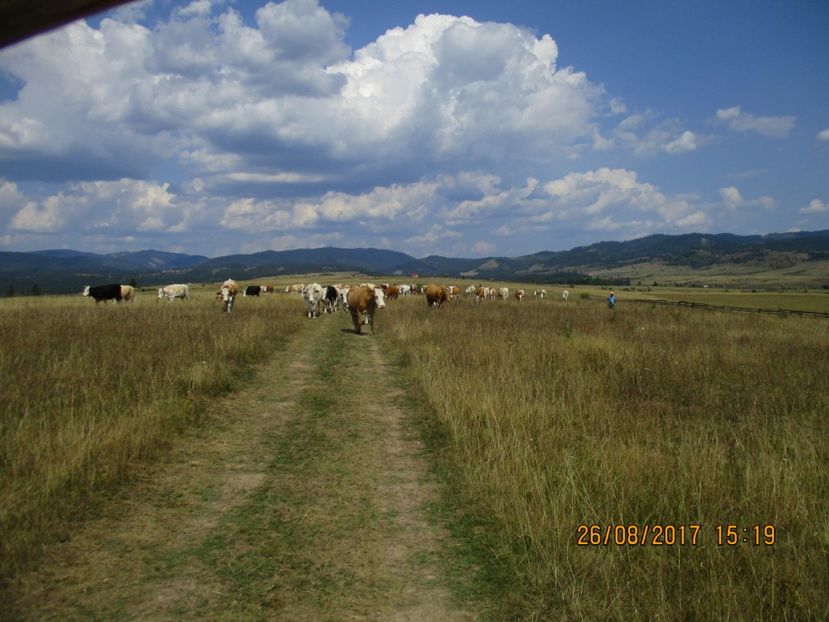  - COBORATUL DE LA STANA 2017 Dealul Alb cu vacile