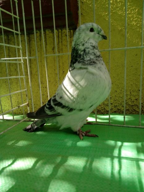  - Standard diverse culori