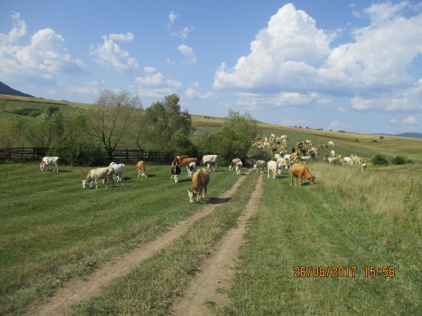  - COBORATUL DE LA STANA 2017 Dealul Alb cu vacile