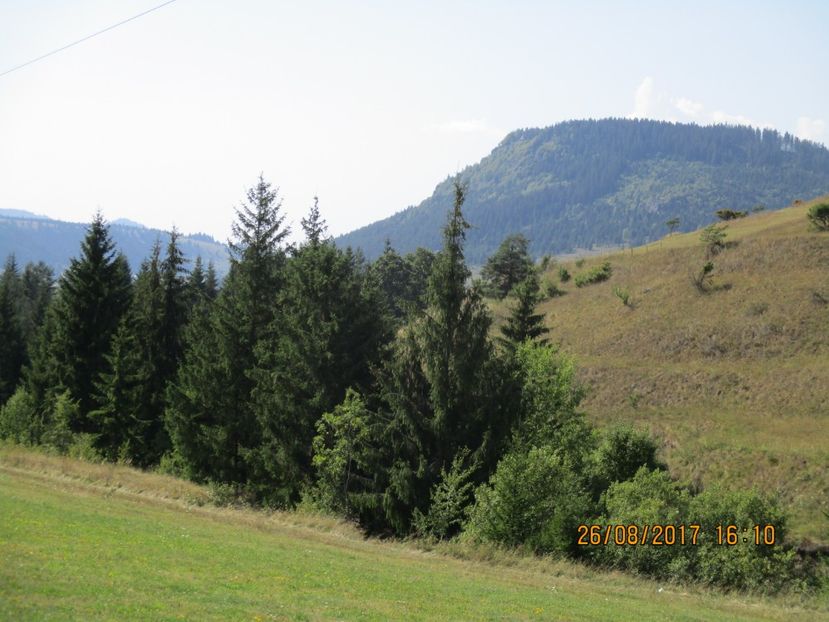  - COBORATUL DE LA STANA 2017 Dealul Alb cu vacile