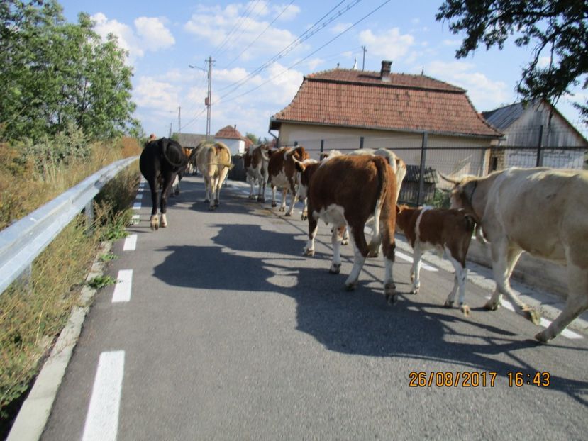  - COBORATUL DE LA STANA 2017 Dealul Alb cu vacile