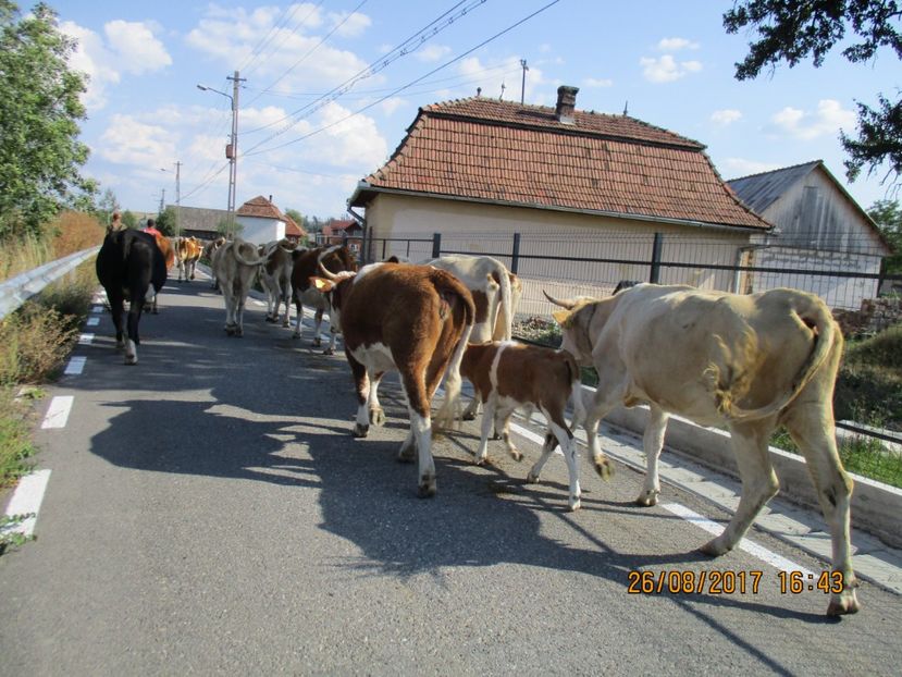  - COBORATUL DE LA STANA 2017 Dealul Alb cu vacile