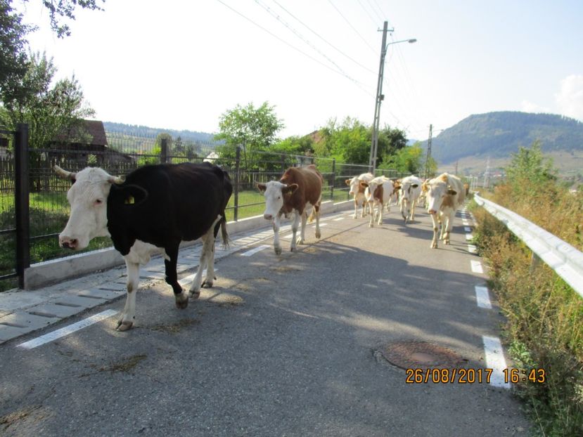  - COBORATUL DE LA STANA 2017 Dealul Alb cu vacile