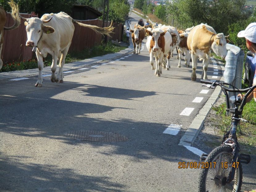  - COBORATUL DE LA STANA 2017 Dealul Alb cu vacile